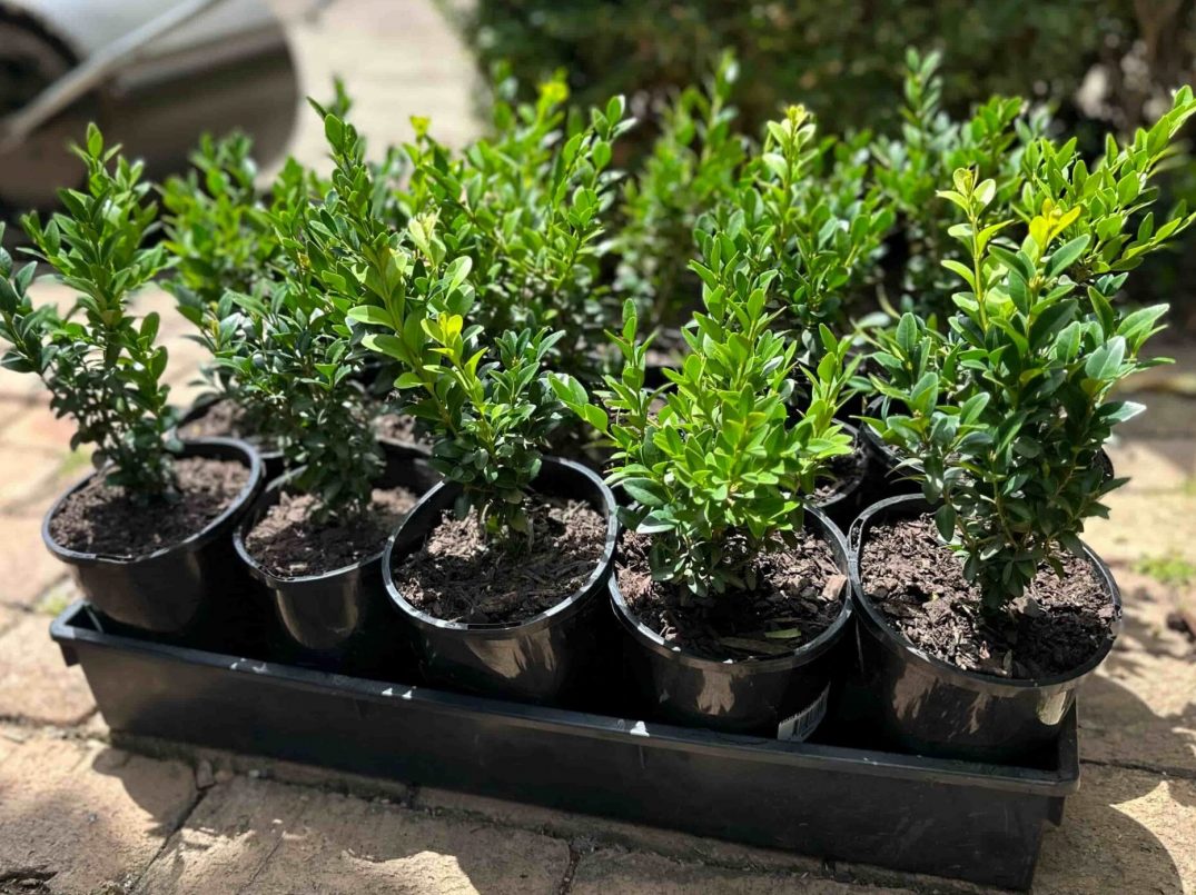 plant_procurement_elegancegarden