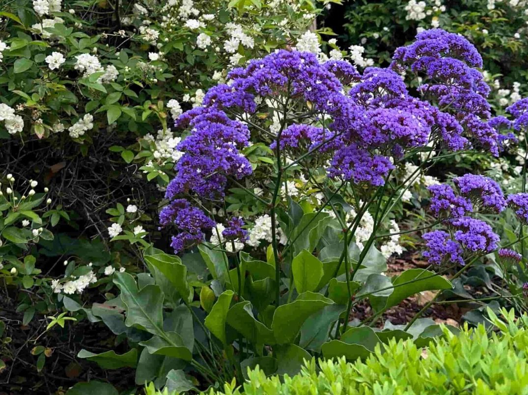 softscaping_planting_elegancegarden