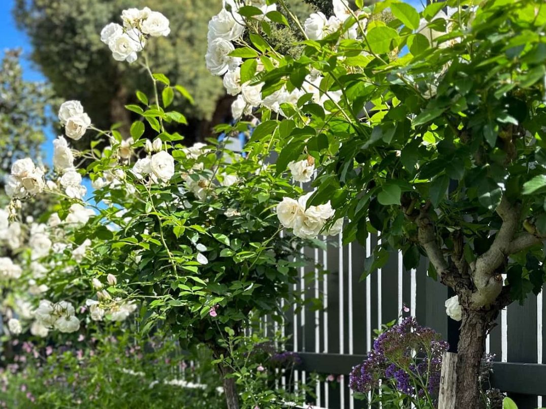 design_landscape_2_elegancegarden