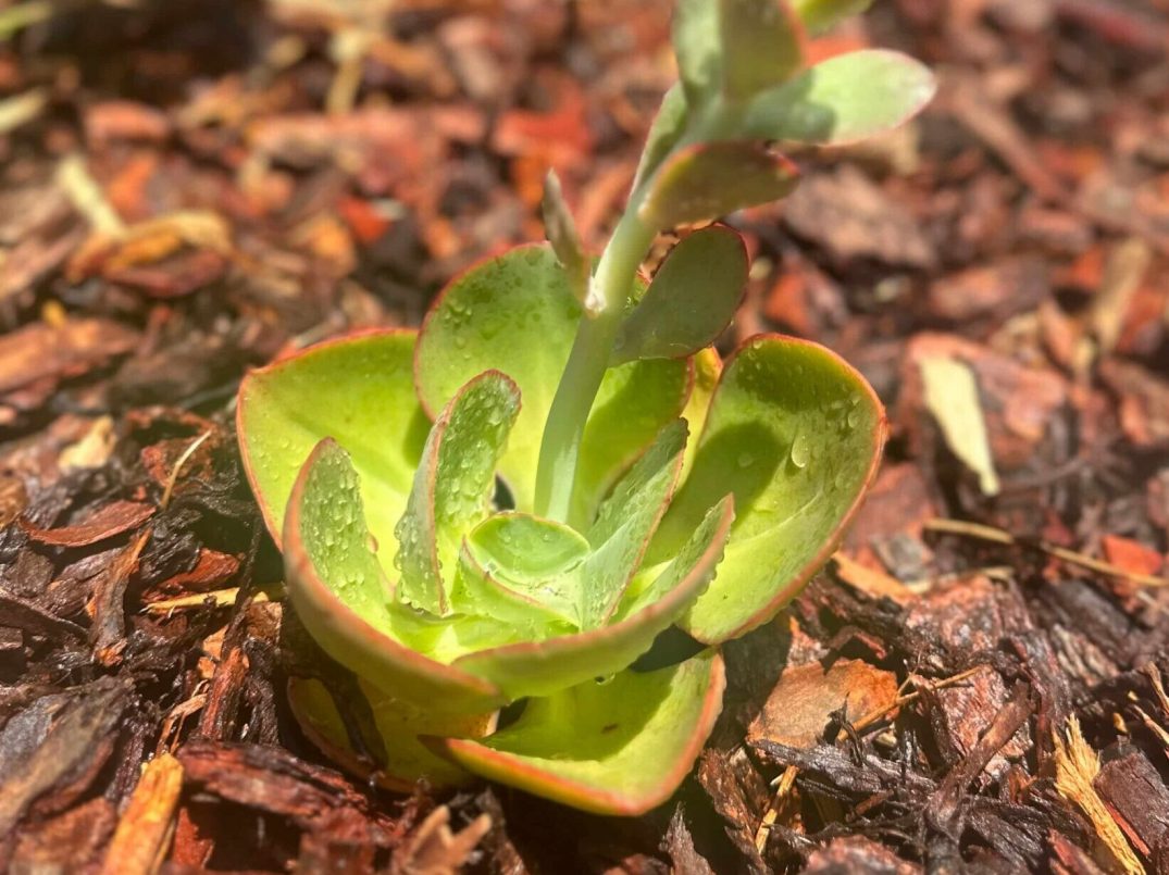 regenerative_holticulture_elegancegarden